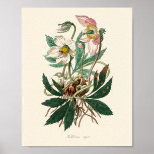 Weihnachtsfeier (Helleborus niger) Poster