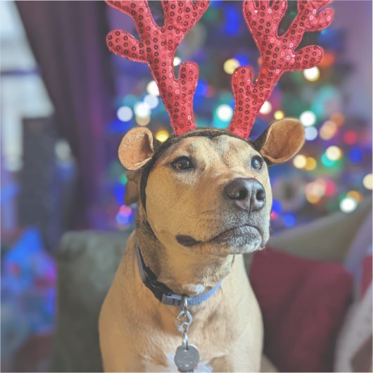 Weihnachtsgeburtstitel Aufkleber (Vorderseite)