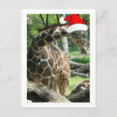 WeihnachtsGiraffe Feiertagspostkarte (Vorderseite)
