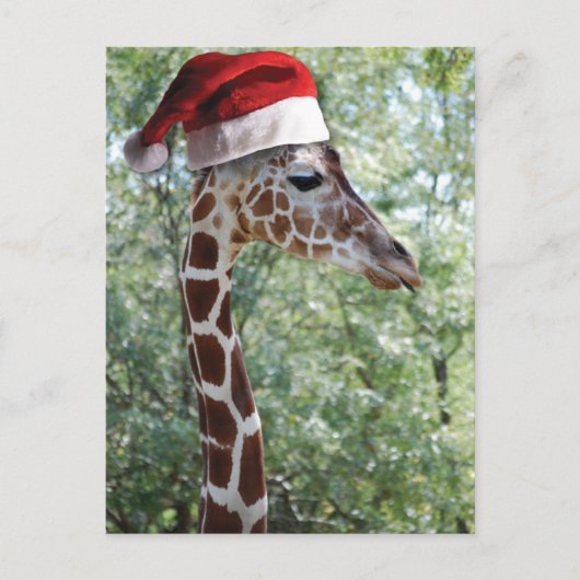 WeihnachtsGiraffe Feiertagspostkarte (Vorderseite)