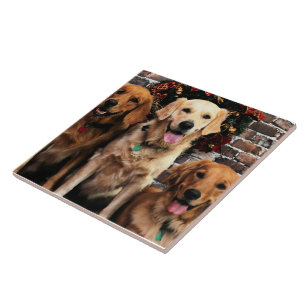 Weihnachtsgolden retriever-Verpacker Bella Darby Fliese