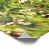 Weihnachtsgrüße LMy Little Beaver Poster (Ecke)