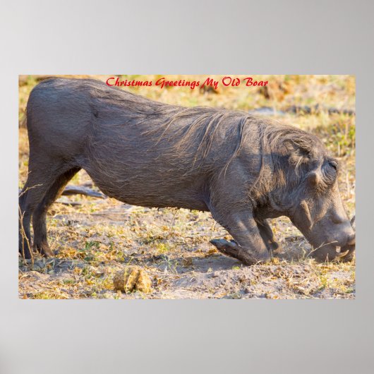 Weihnachtsgrüße Mein alter Bohne Poster (Vorne)