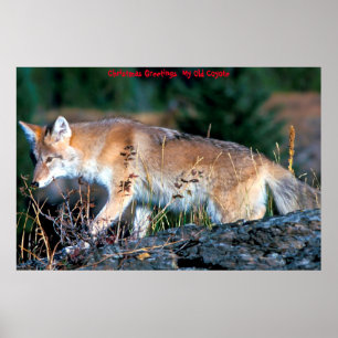 Weihnachtsgrüße Mein altes Coyote Poster