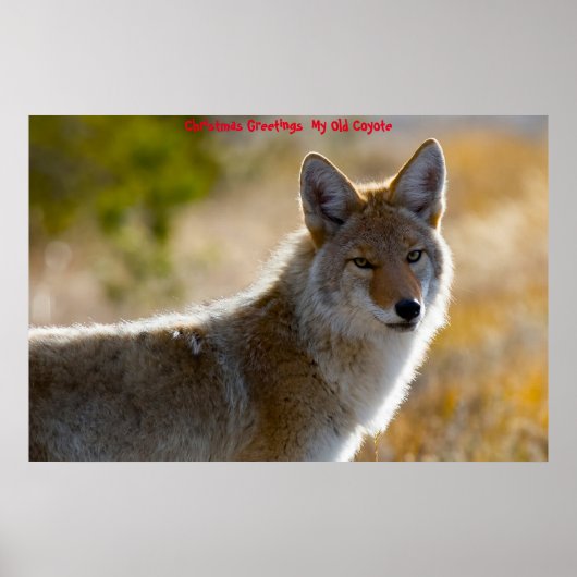 Weihnachtsgrüße Mein altes Coyote Poster (Vorne)