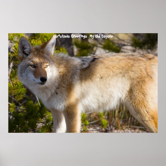 Weihnachtsgrüße Mein altes Coyote Poster (Vorne)