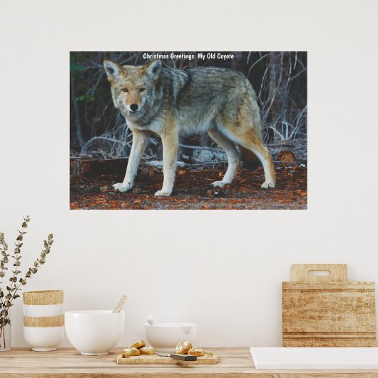 Weihnachtsgrüße Mein altes Coyote Poster (Küche)
