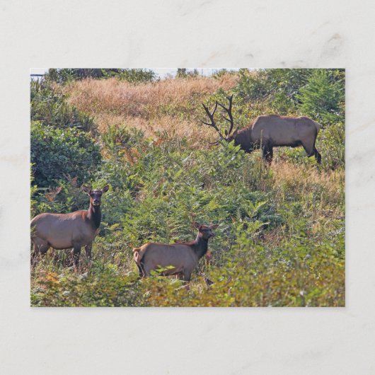 Weihnachtshörnchen mit Candy Cane Feiertagspostkarte (Vorderseite)