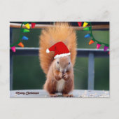 Weihnachtshörnchen Postkarte (Vorderseite)