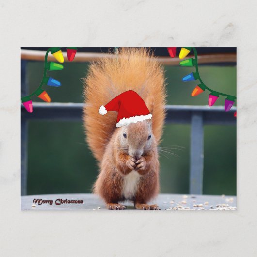 Weihnachtshörnchen Postkarte (Vorderseite)