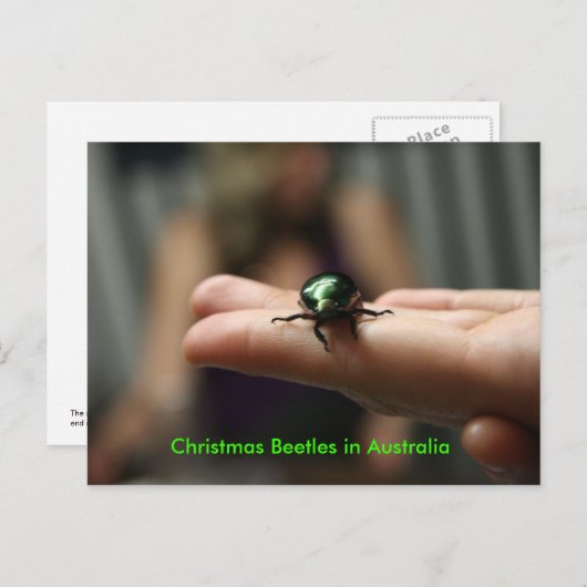 Weihnachtskäfer Feiertagspostkarte (Vorne/Hinten)