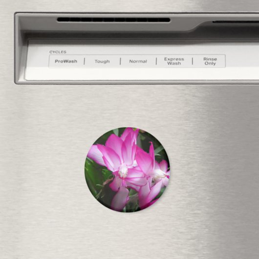 Weihnachtskaktus Blume Magnet (In Situ (Geschirrspüler))