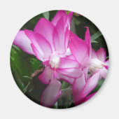 Weihnachtskaktus Blume Magnet (Vorne)