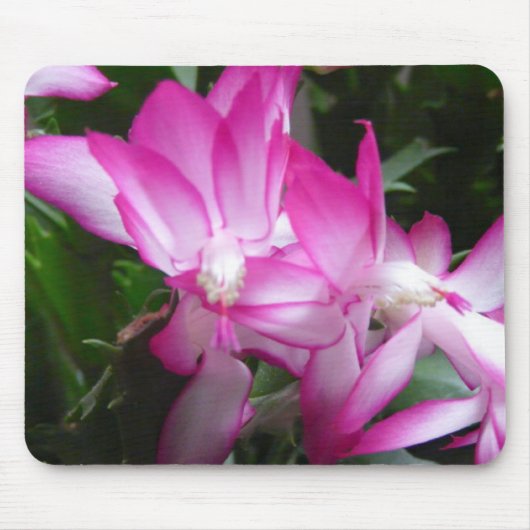 Weihnachtskaktus Blume Mousepad (Vorne)