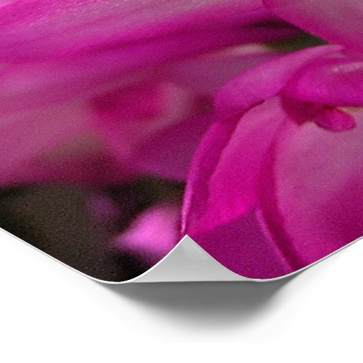 Weihnachtskaktus Foto Poster/Print Poster (Ecke)