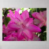 Weihnachtskaktus Foto Poster/Print Poster (Vorne)