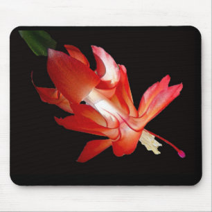 Weihnachtskaktus Frohe Weihnachtsserie Mousepad