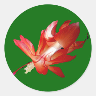 Weihnachtskaktus Frohe Weihnachtsserie Runder Aufkleber