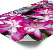 Weihnachtskaktus Poster (Ecke)