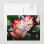 Weihnachtskaktus "Samba Brazil" Feiertagspostkarte (Vorne/Hinten)