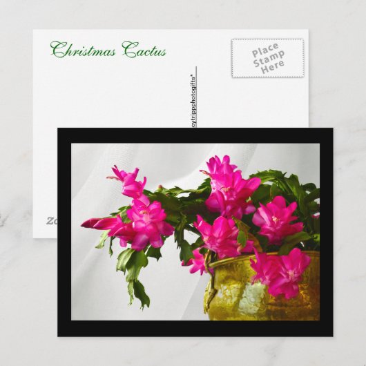 Weihnachtskaktus schließen feiertagspostkarte (Vorne/Hinten)