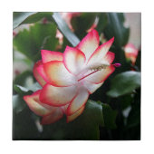 Weihnachtskaktuss-'Samba Brazil Fliese (Vorderseite)