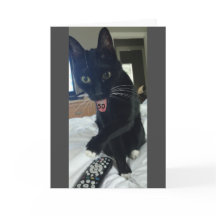 Weihnachtskarte 50. Katze