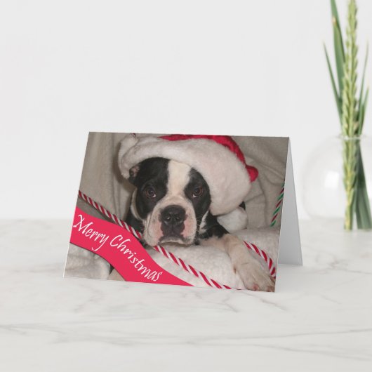 Weihnachtskarte Bostons Terrier Feiertagskarte (Vorderseite)