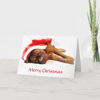 Weihnachtskarte Dogue de Bordeaux Feiertagskarte