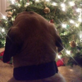 Weihnachtskarte Einladung