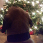 Weihnachtskarte Einladung