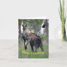 Weihnachtskarte - Kangaroo