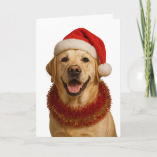 Weihnachtskarte mit gelbem Labrador Retriever Karte
