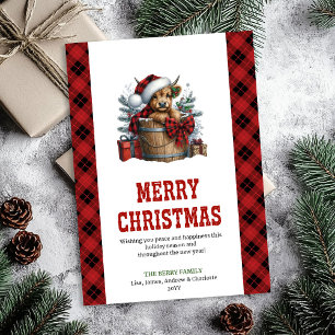 Weihnachtskarte mit Highland-Rind und Stechpalmenb Feiertagskarte