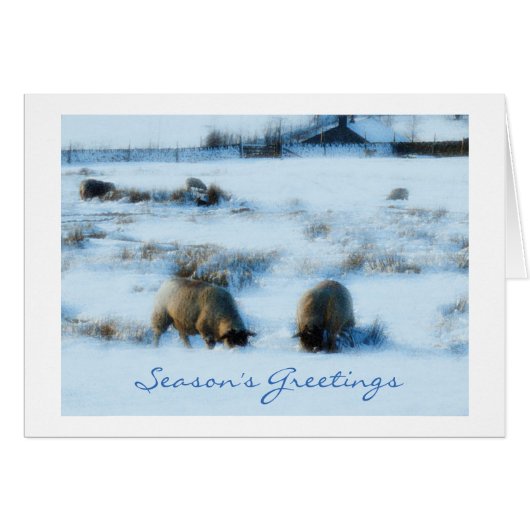 Weihnachtskarte mit Schafen im Schnee (Vorderseite (Horizontal))