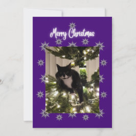 Weihnachtskarte mit Tuxedo Katze auf dem Baum.  Feiertagskarte