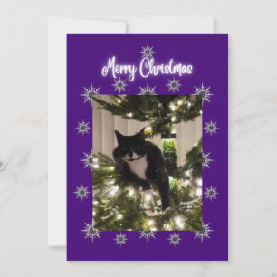 Weihnachtskarte mit Tuxedo Katze auf dem Baum. Feiertagskarte