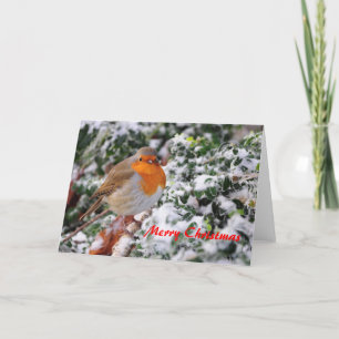 Weihnachtskarte Robins Redbreast Feiertagskarte
