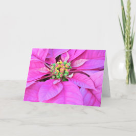 Weihnachtskarte - Rosa Poinsettia Feiertagskarte