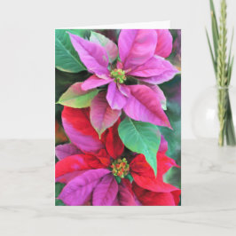 Weihnachtskarte Rosa und Rote Poinsettias Feiertagskarte