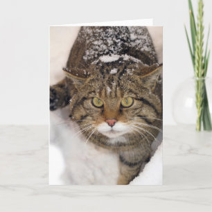 Weihnachtskarte - Scottish Wildcat Feiertagskarte