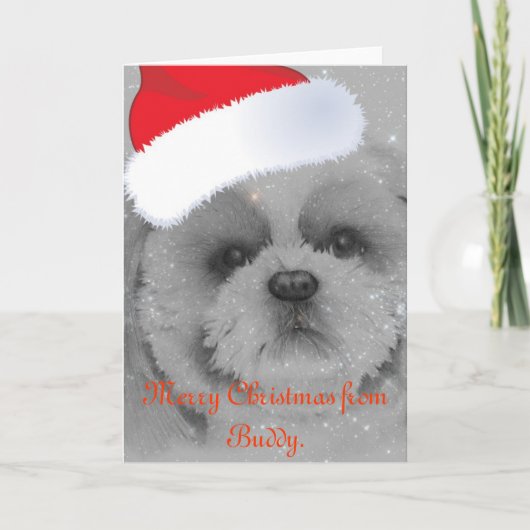 Weihnachtskarte Shih Tzu Feiertagskarte (Vorderseite)