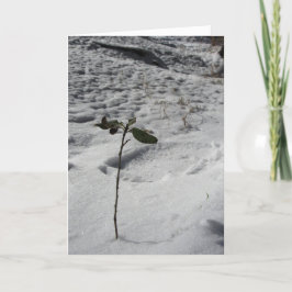 Weihnachtskarte "Snow Sprout" Karte