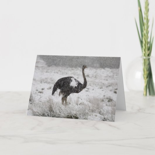 Weihnachtskarte - Strauß Feiertagskarte (Vorderseite)