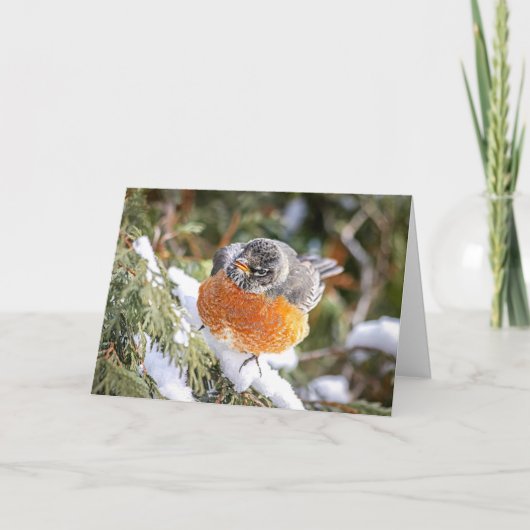 Weihnachtskarte Winter-Rotkehlchen Feiertagskarte (Vorderseite)