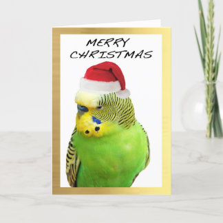 Weihnachtskarten der "Niedlichen Budgie" Feiertagskarte