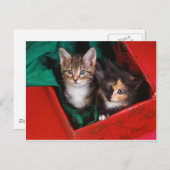 Weihnachtskätzchen Feiertagspostkarte (Vorne/Hinten)