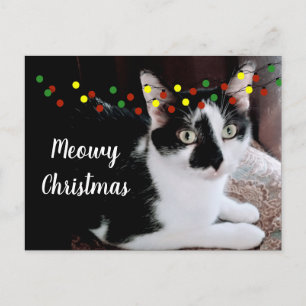 Weihnachtskatze Ferien Postkarte