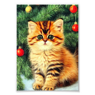 Weihnachtskatze Fotodruck