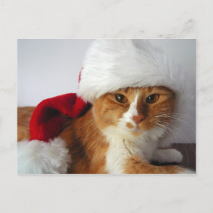 Weihnachtskatze in Santa-Mütze Postkarte